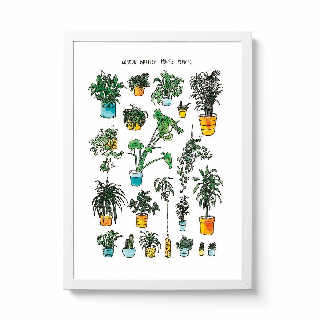 common british house plants Common British House Plants