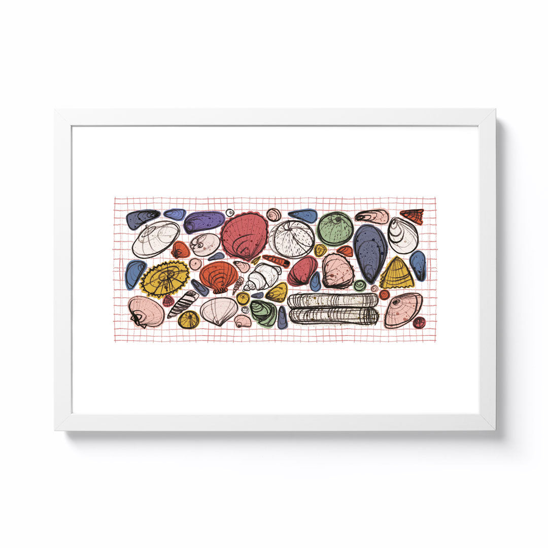 Carl Ridley Shell Collection Shell Collection – National Park Print Shop